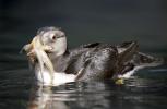 Horned Puffin with Fish